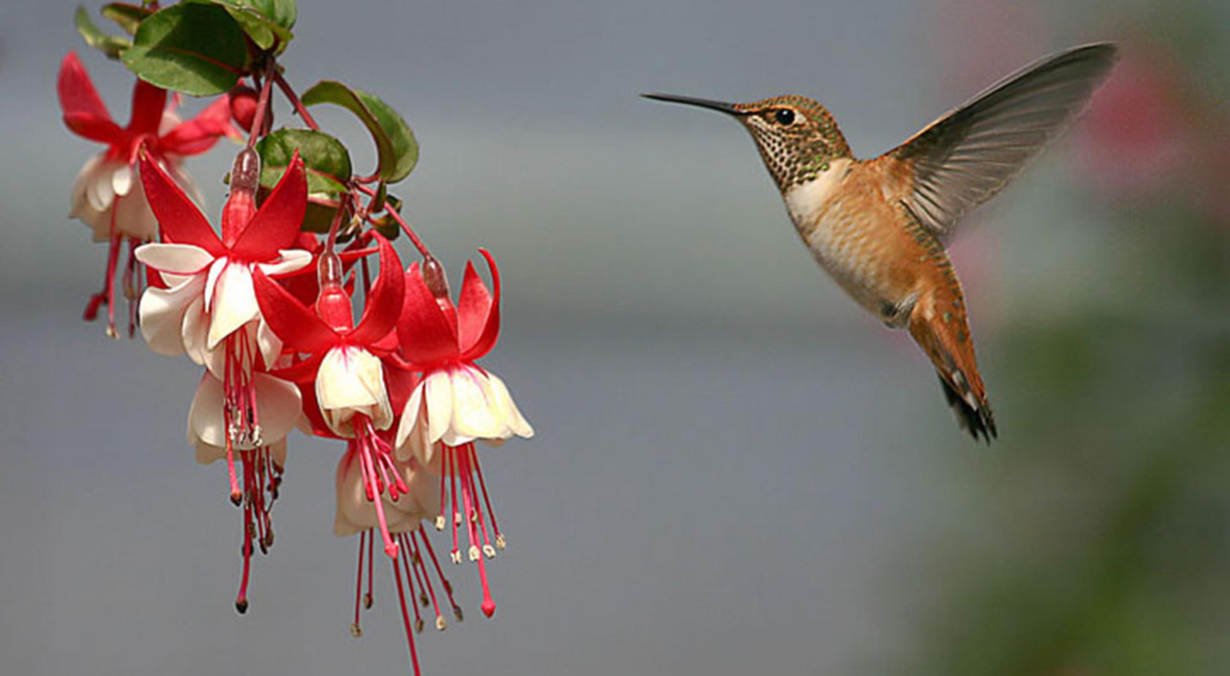 hummingbird landing on a flower