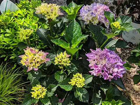 hydrangeas